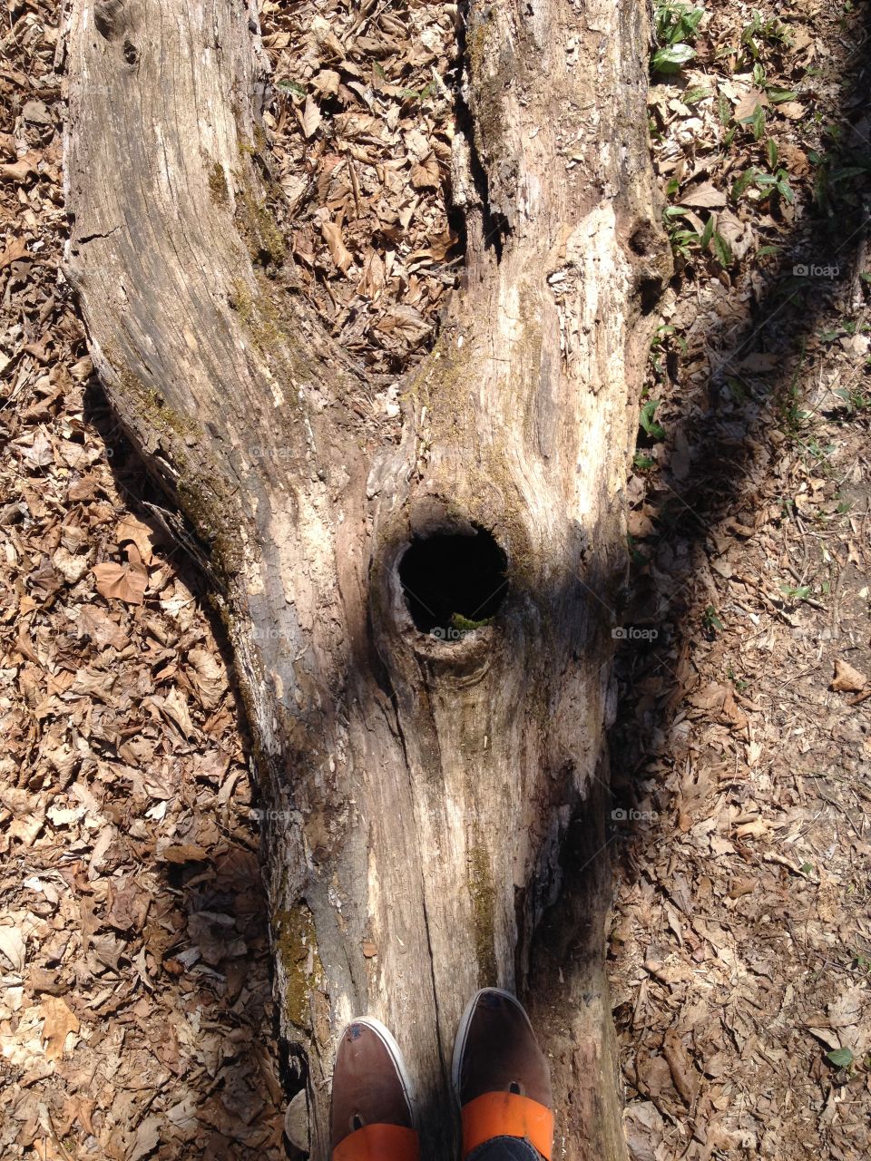 Nature, Tree, Wood, No Person, Trunk