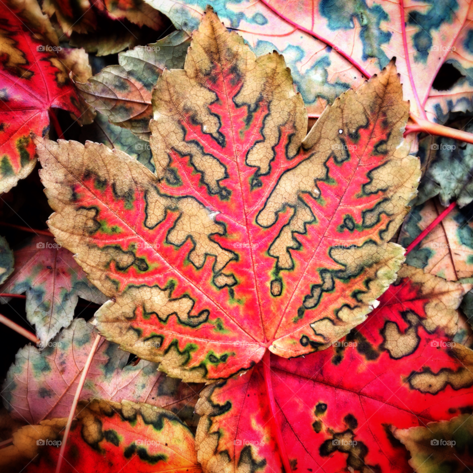 Close-up of red autumn leaf
