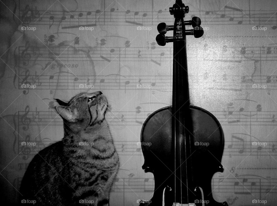 Music and cats is all the therapy you need