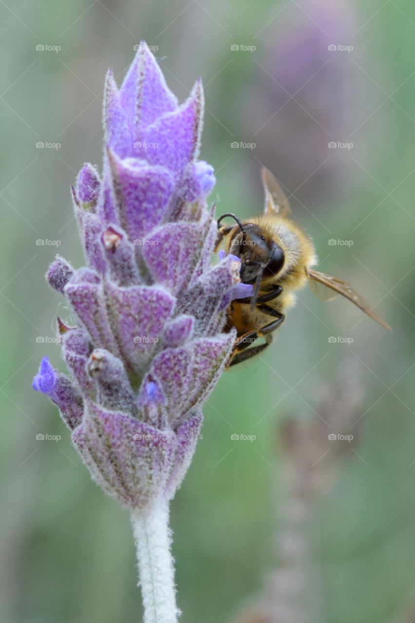 Bee and lavender