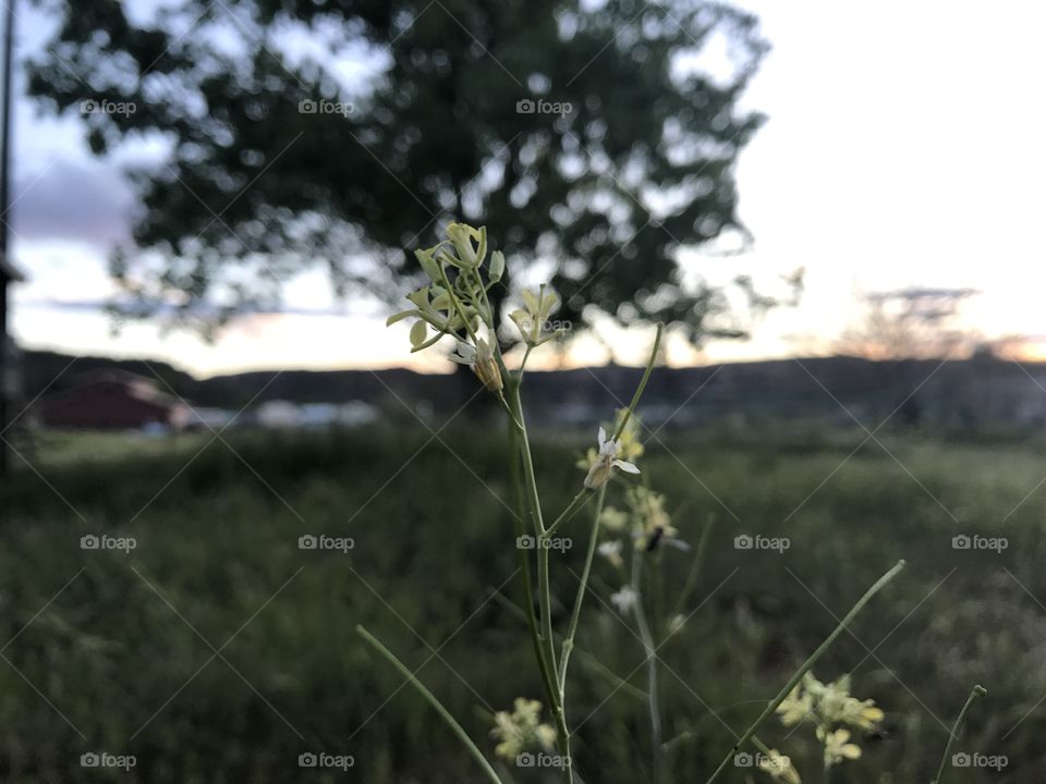 Flowers in the sunset. 