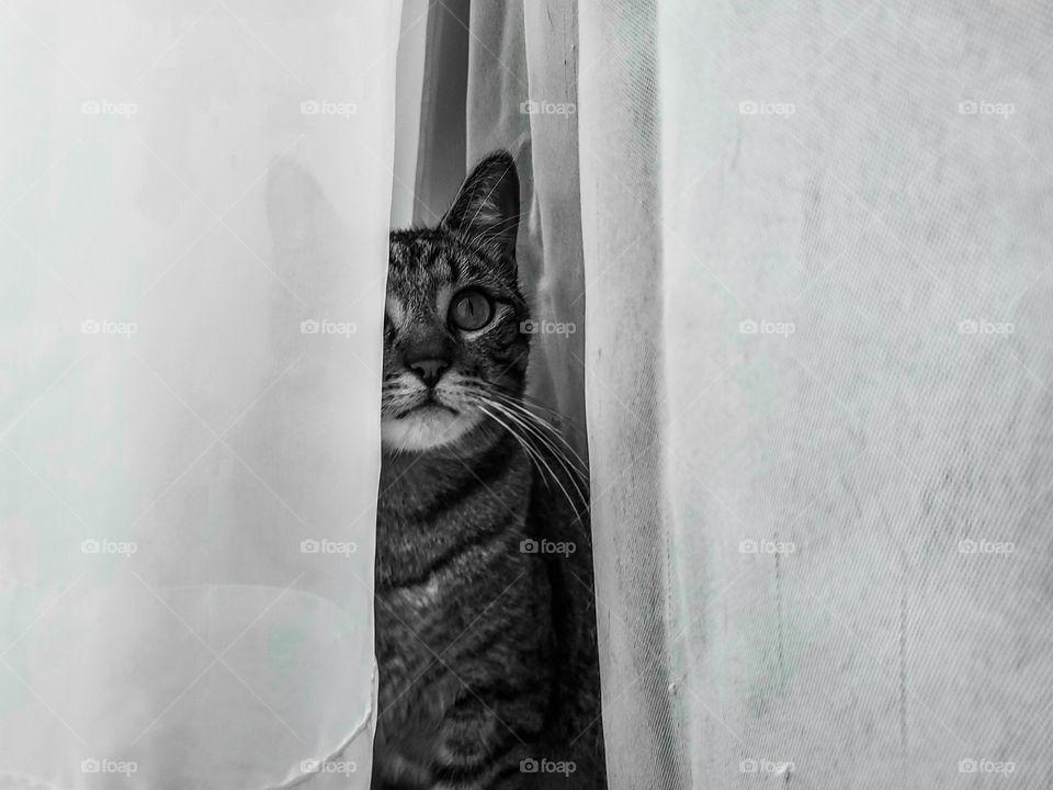 Black and white photo of a tabby cat looking out from behind sheer white window curtains