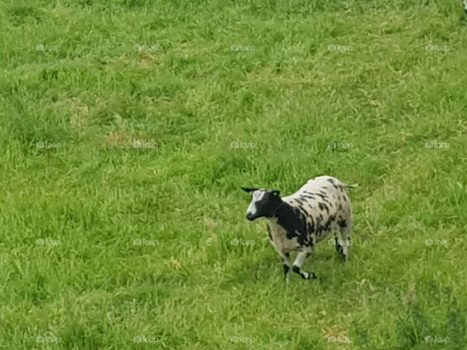 Happy and free in the pasture, running sheep. OUTDOOR