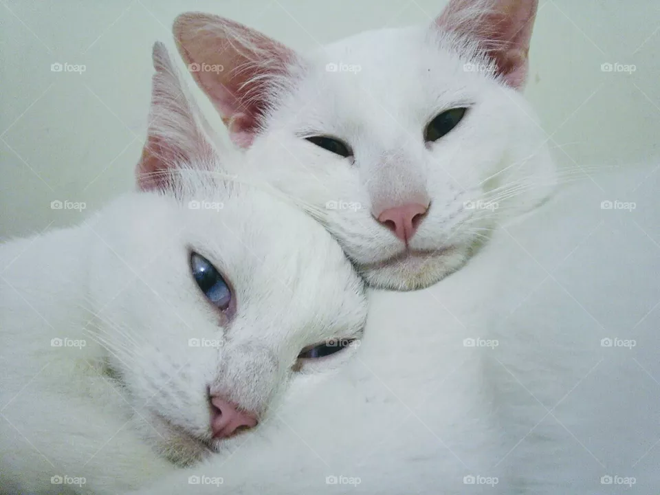 cats