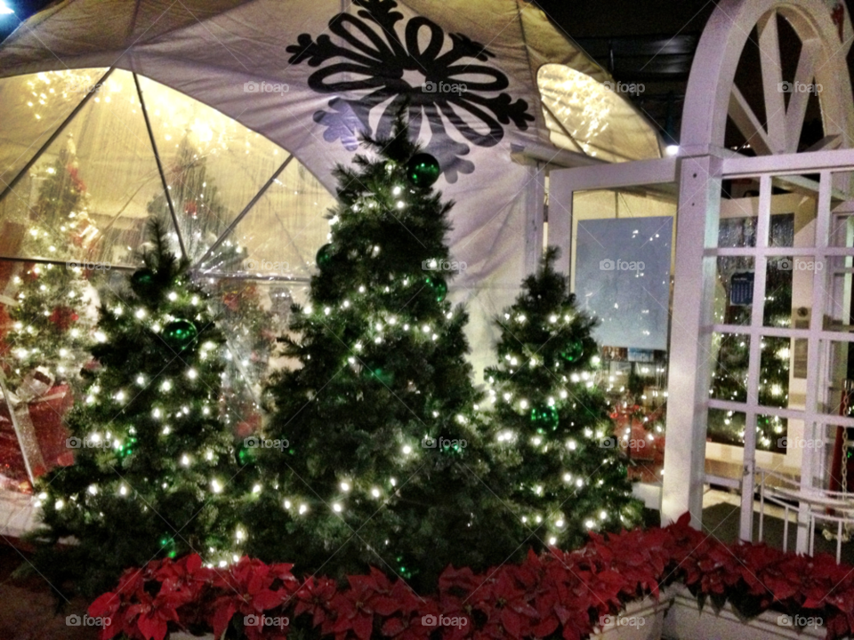 green outdoors white tree by emmanuelgr