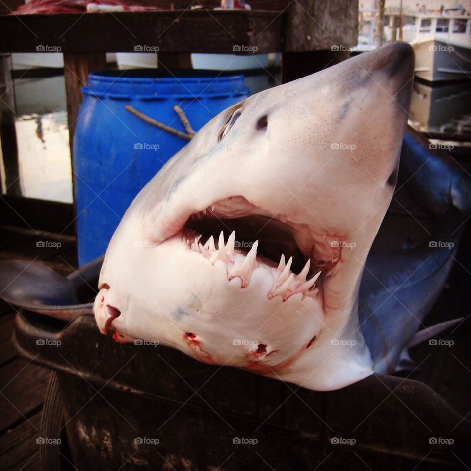 teeth shark fish dock by anetteaventyr