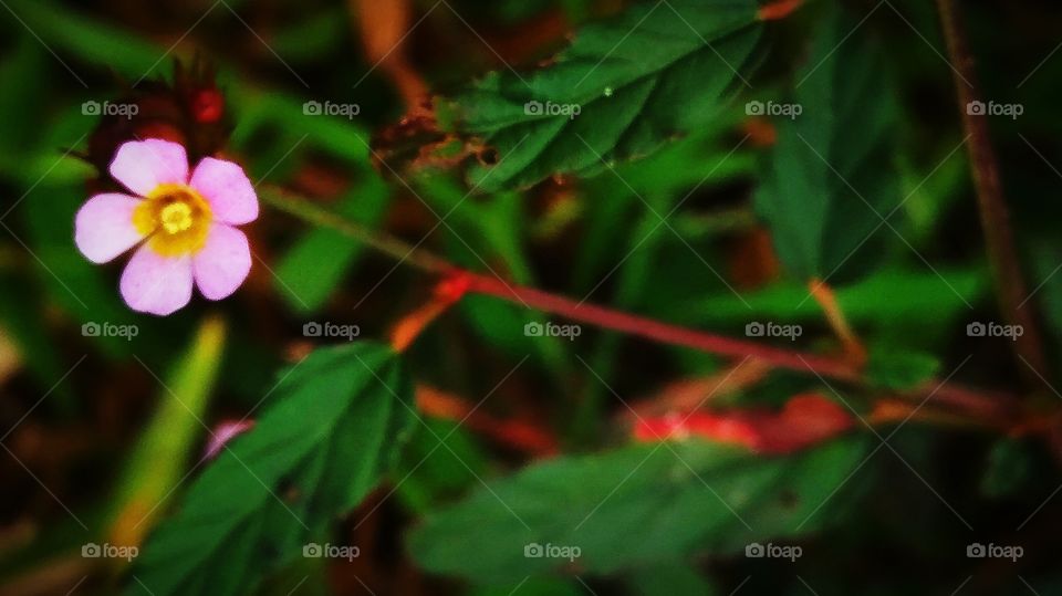 Tiny flower