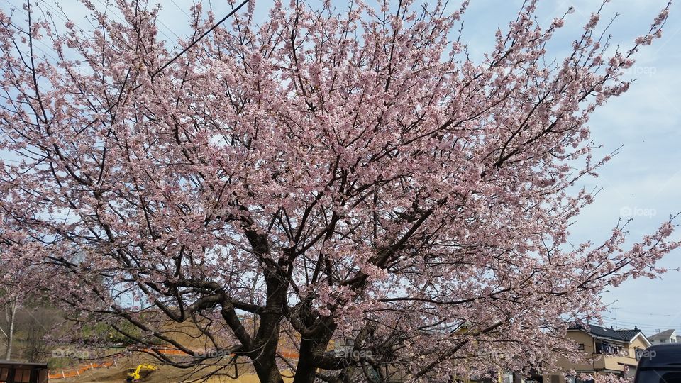 Sakura