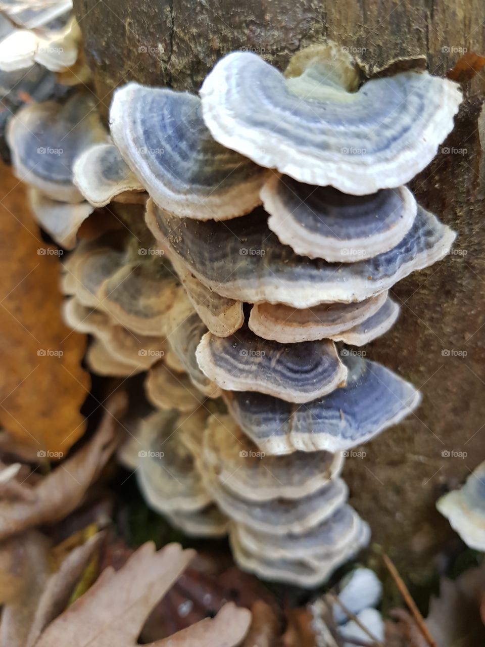 wooden mushrooms