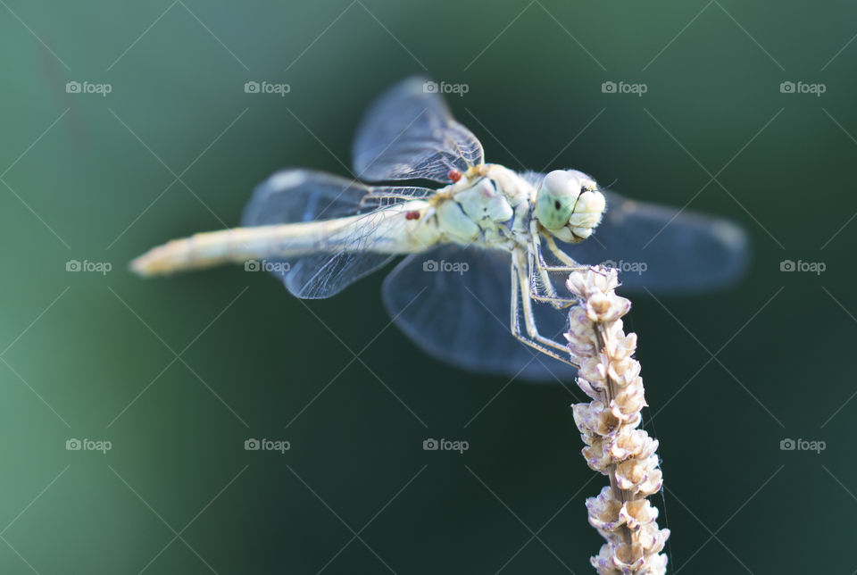 Dragonfly on a little branch . Beautiful insect