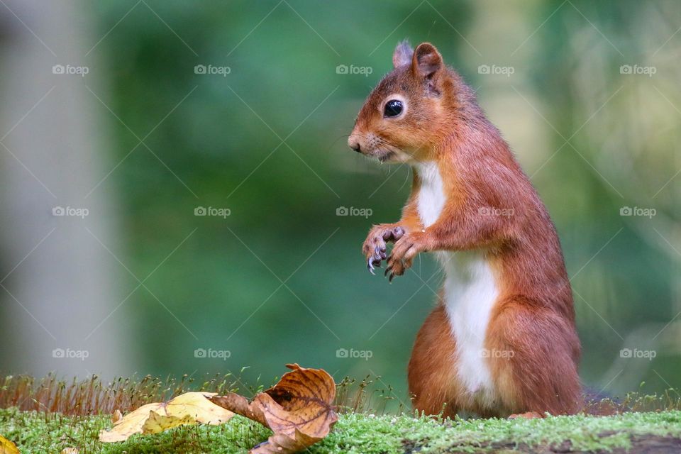 Red squirrel standing, funny posture