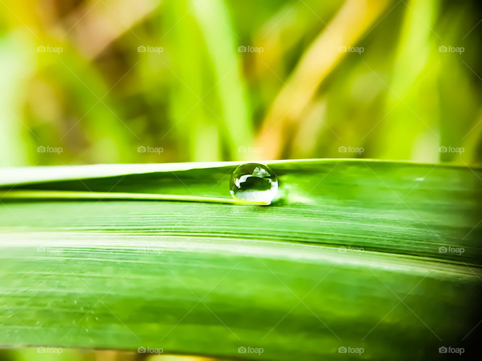 single water droplet on a leaf