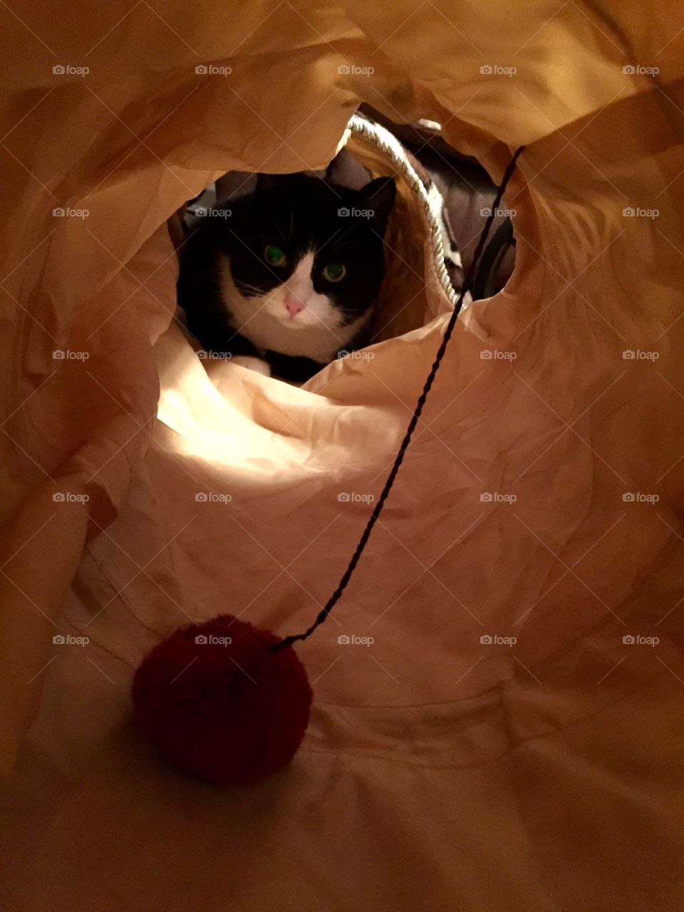 Cat in cat tunnel looking at ball