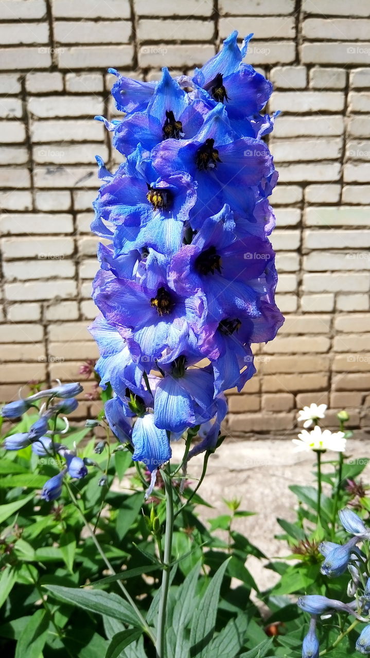 цветок.голубой