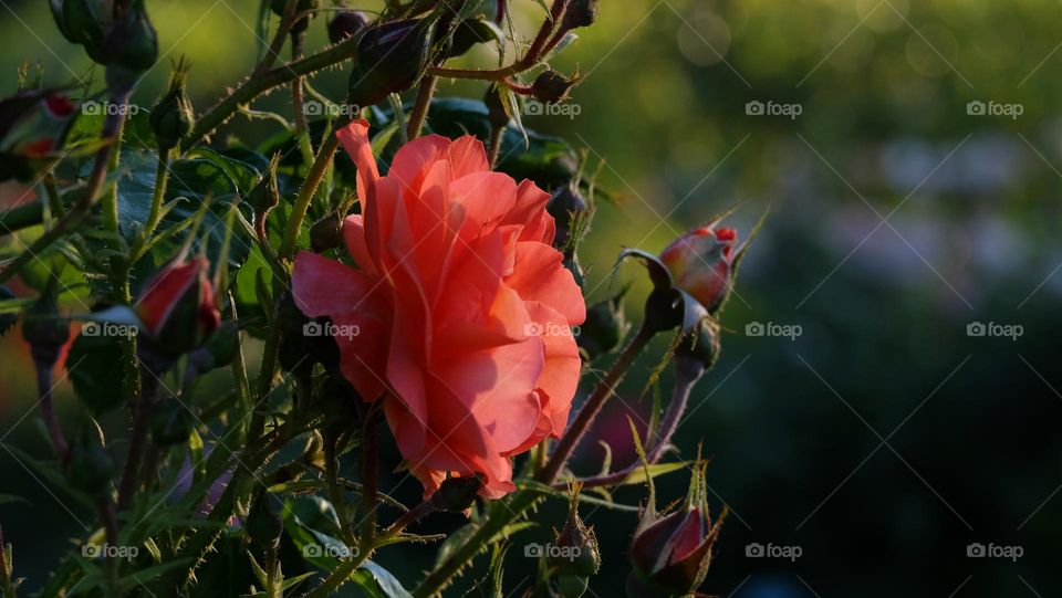 Pink rose 