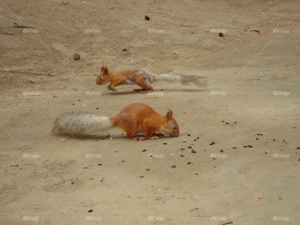 Squirrels eat seeds