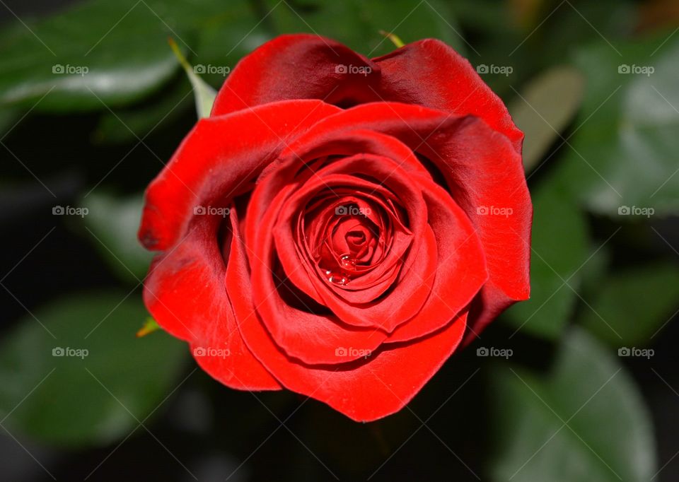 Rose, Flower, Romance, Love, Flora