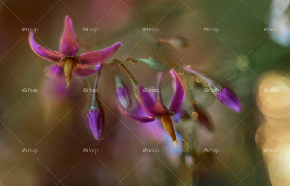 Bouquet of forest flowers in soft focus