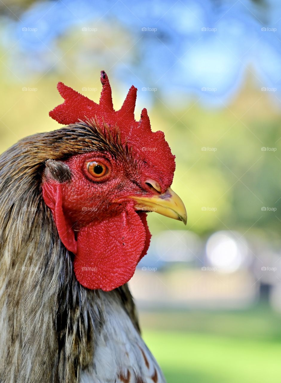 Close up shot of roaster’s face 