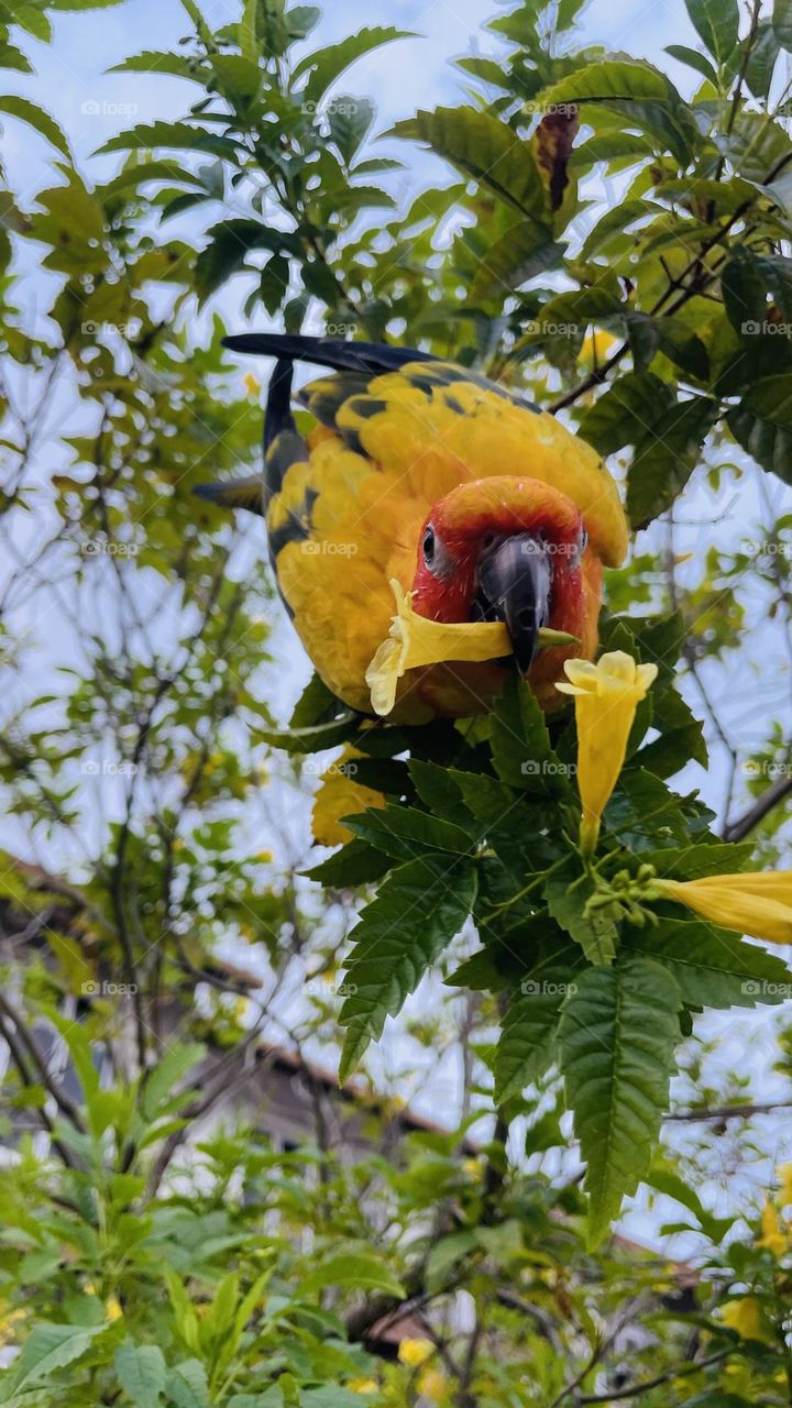 Birds and bee’s beauty 