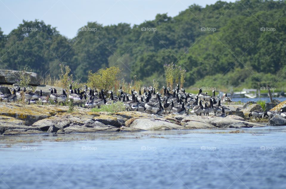 Gang of geese