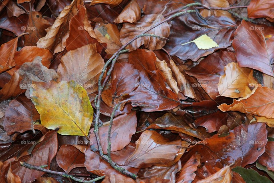 Fall, Leaf, Maple, Tree, Season