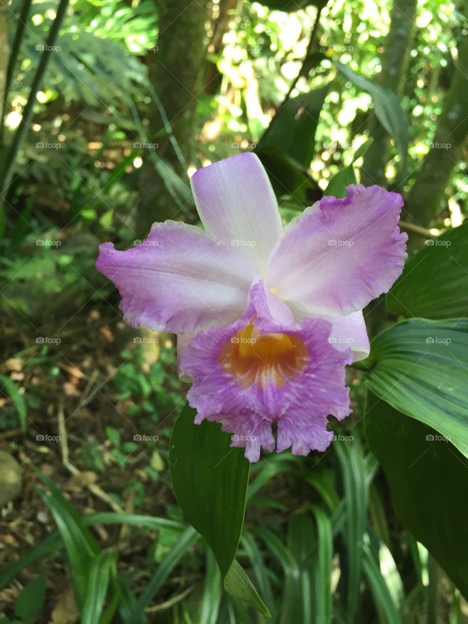 Guaria morada 