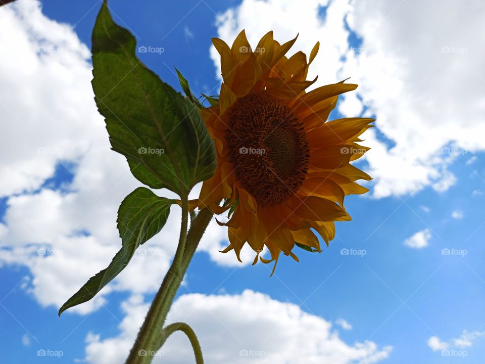 sunflower against cloudy sun