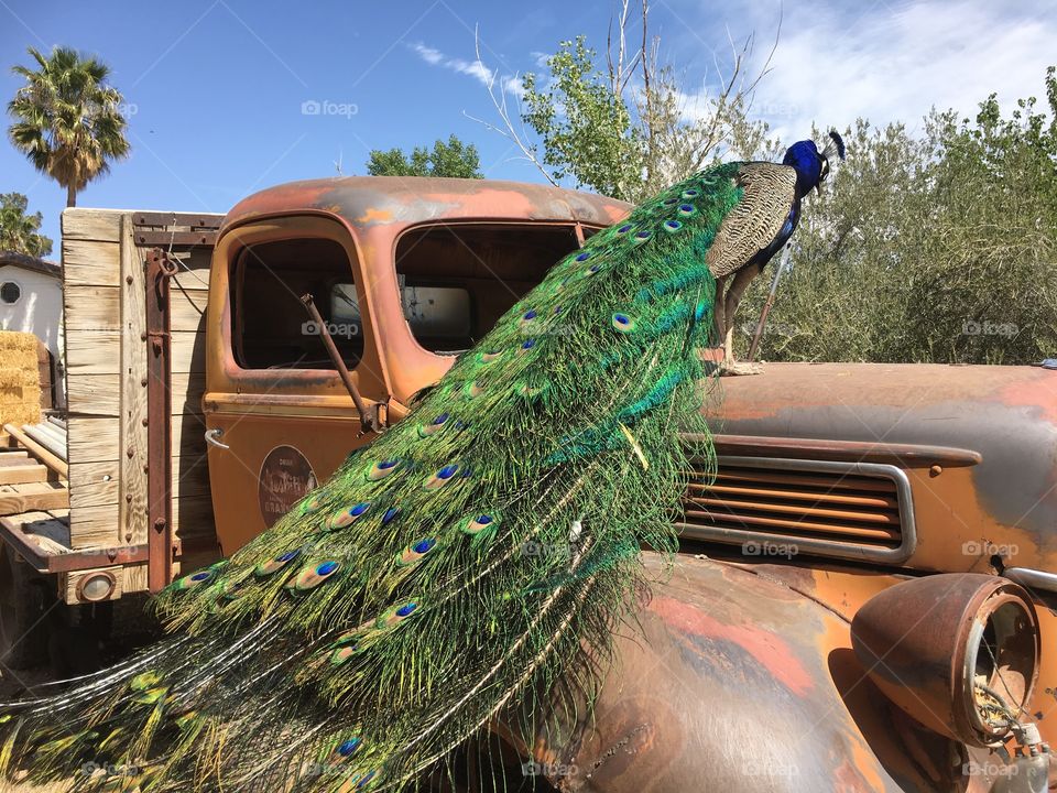 Peacock on Vintage Truck