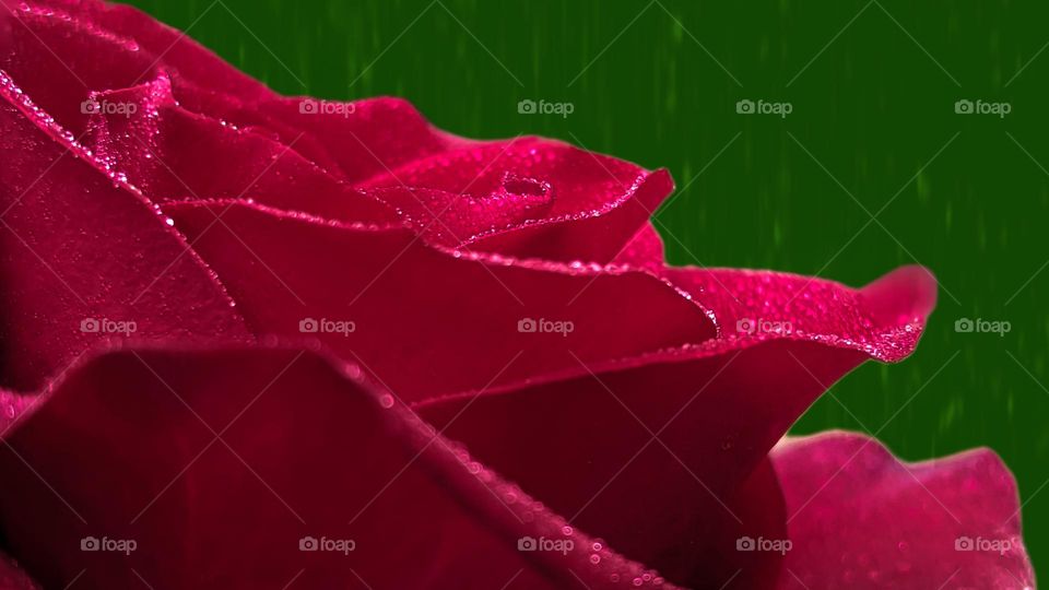 red rose on a green background