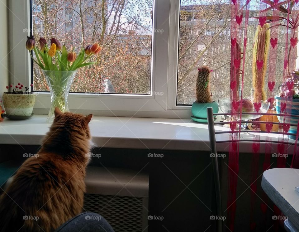 funny cat pet and bird pigeon on a window home spring time