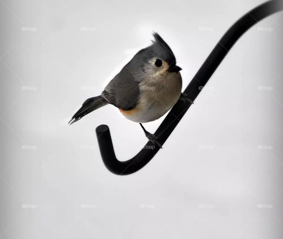 Tufted titmouse