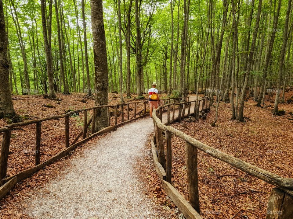 walk in solitude in the woods