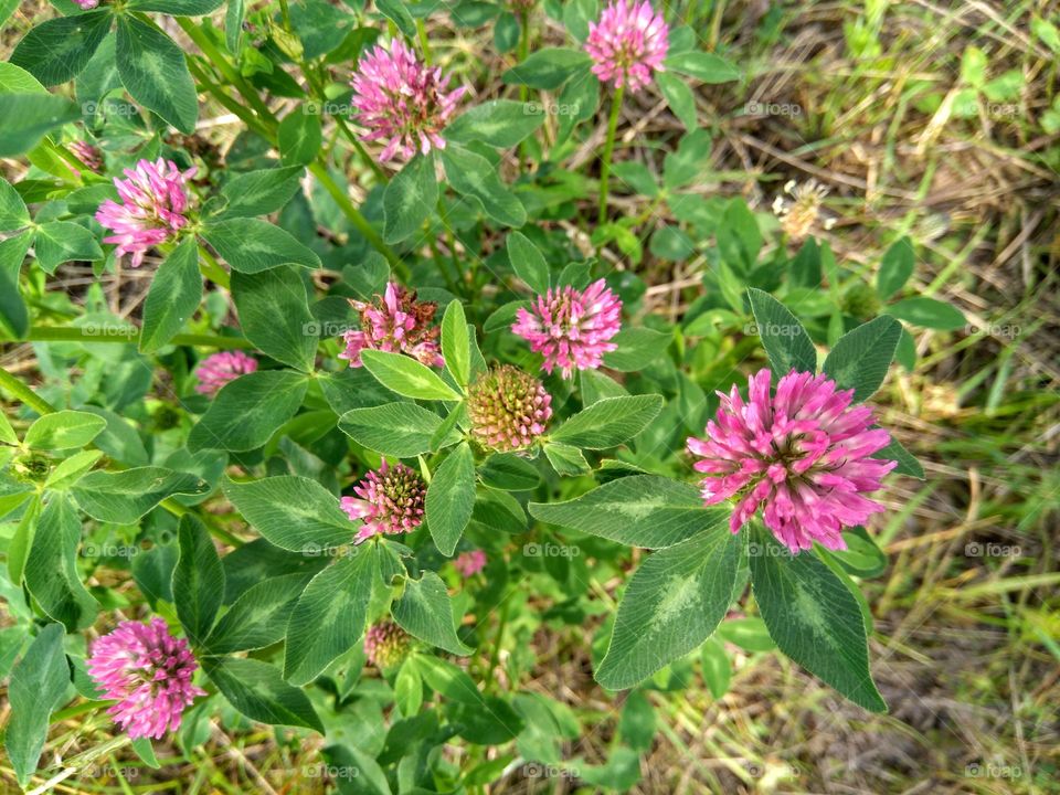 pink clover and green leaves growing in the park summer time