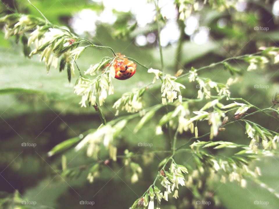Ladybug in the beautiful nature