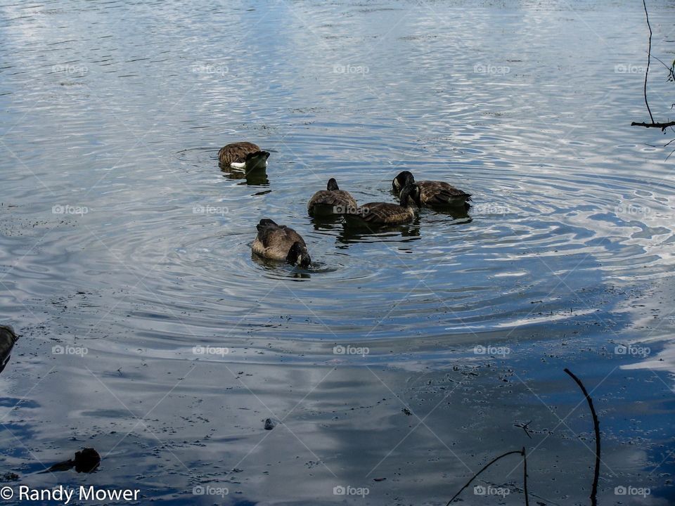 Gifford Pinchot state park