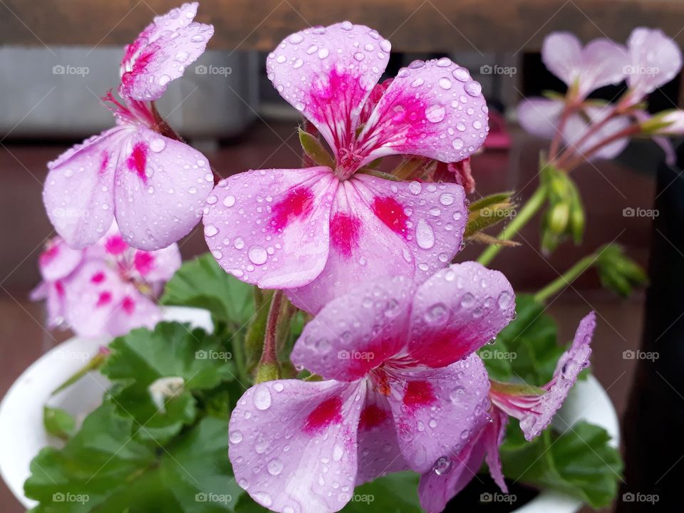 Sudden rainfall has added beauty to this lovely geranium