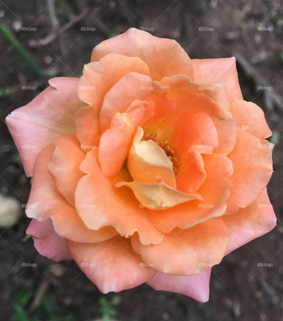 Nossa rosa coral - 🌼#Flores do nosso #jardim, para alegrar e embelezar nosso dia!
#Jardinagem é nosso #hobby. 
🌹
#flor #flowers #flower #pétalas #garden #natureza #nature #flora