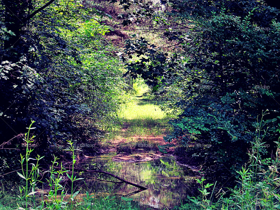 Path through the Country. A wooded path