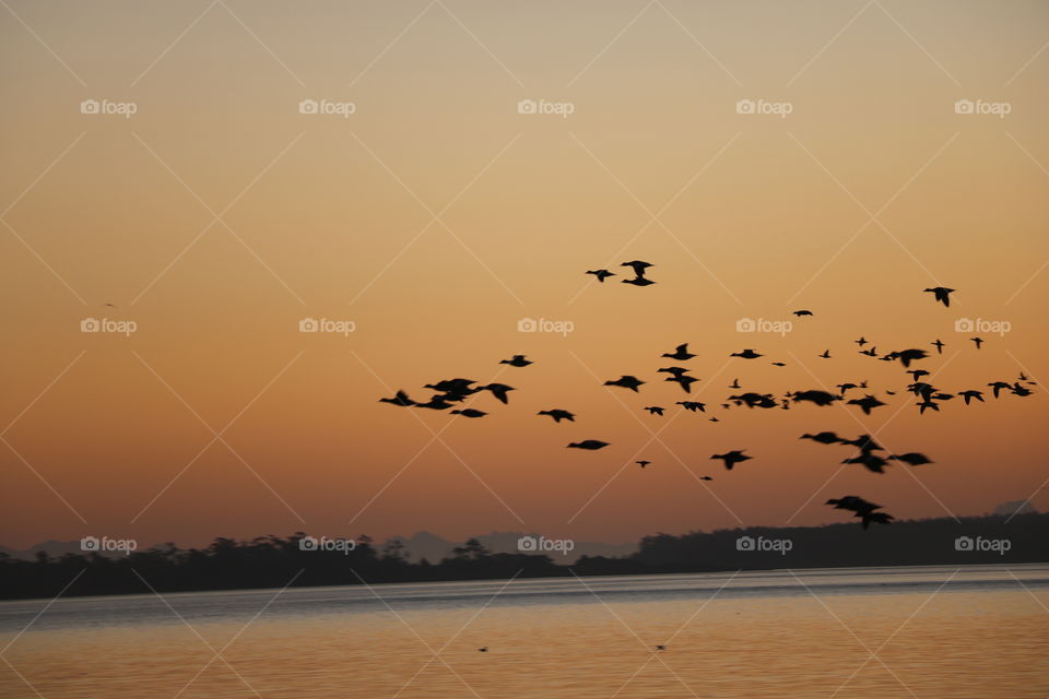 Canadian geese  on dawn 



