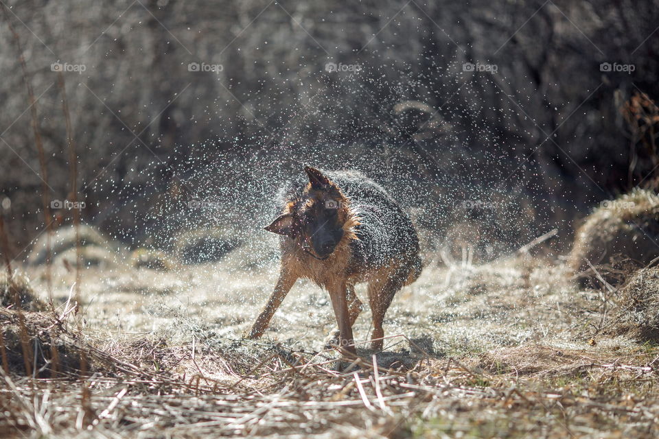 German shepherd dog outdoor have fun in a spring pond 