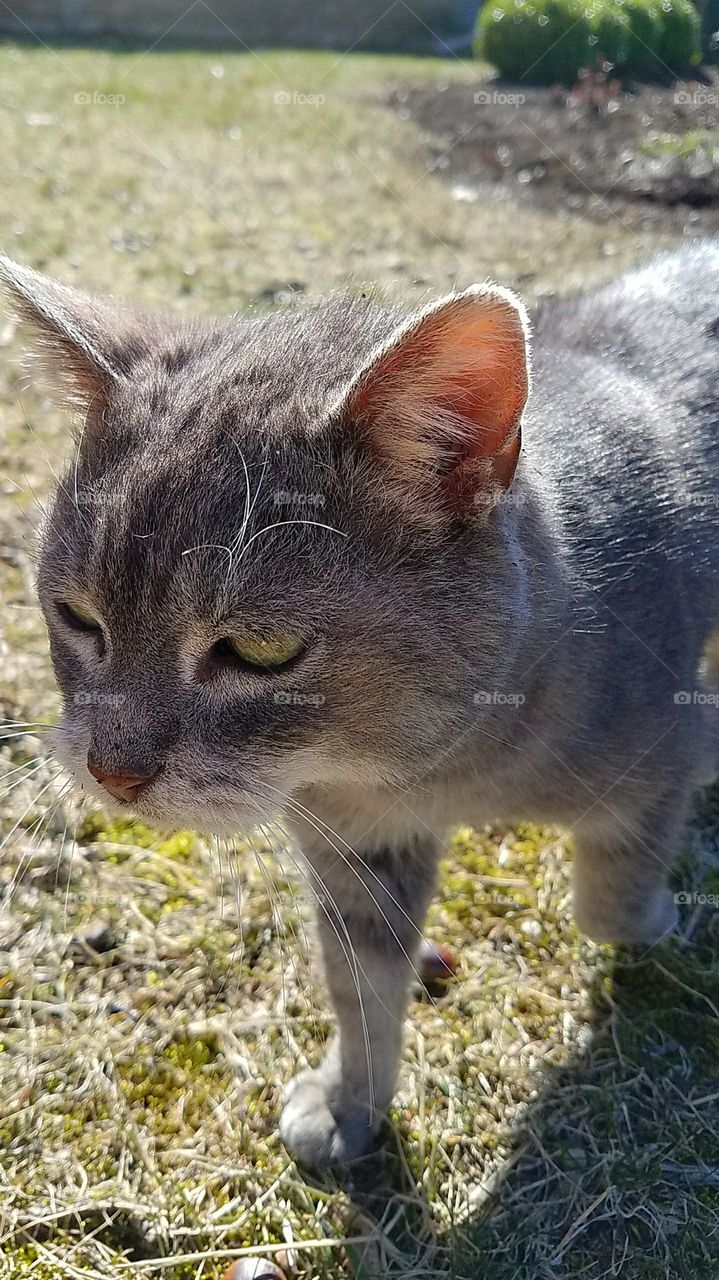 cat in the yard