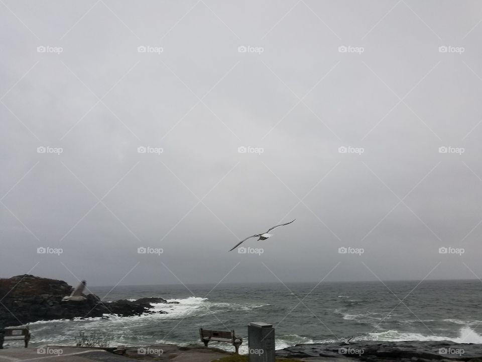 seagul in maine