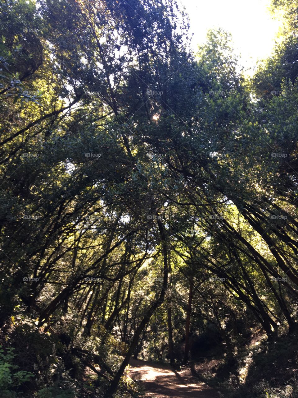 Walking through the Sibley trail in oakalnd California during the summer 