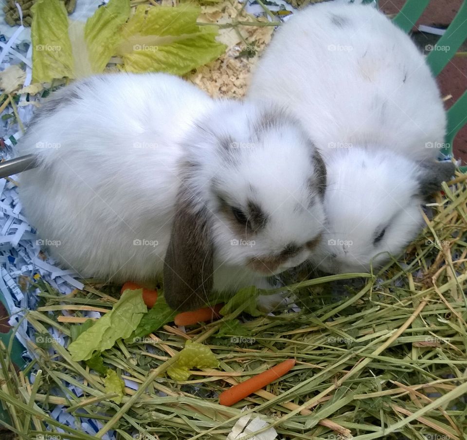 baby pet bunnies enjoying fresh vegetables , soft white and cuddly.