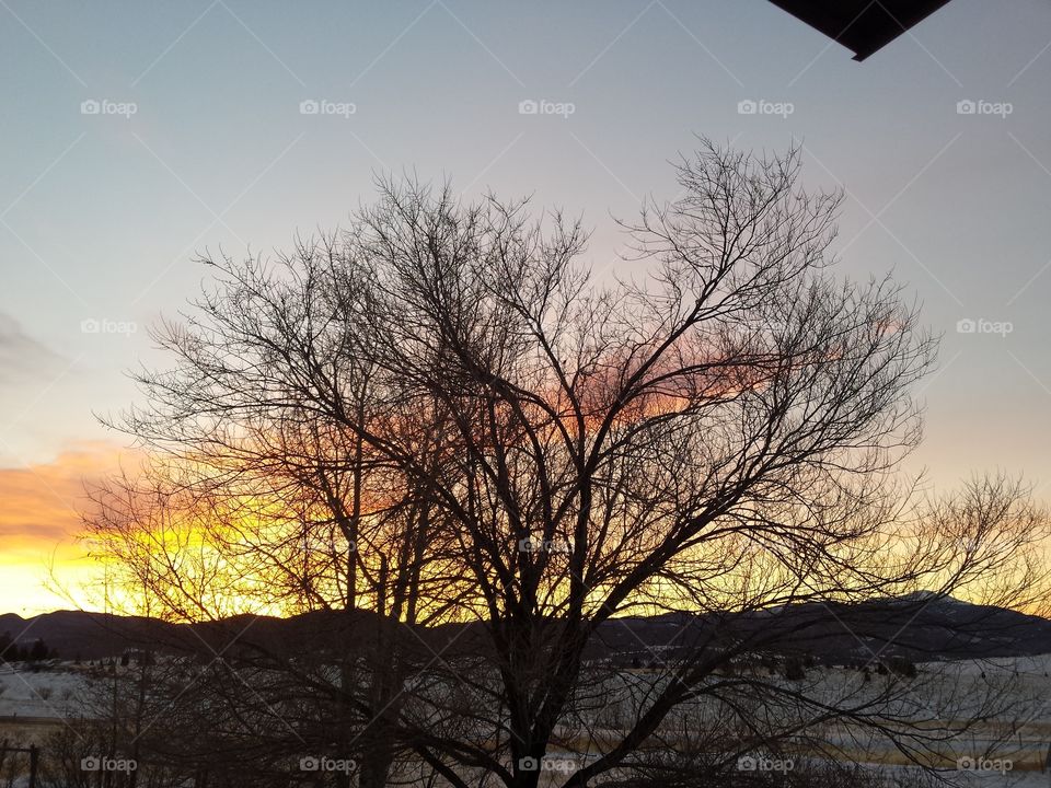 Forest in every season