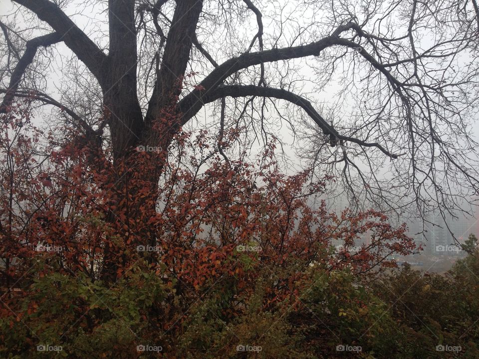 a foggy view through the trees 