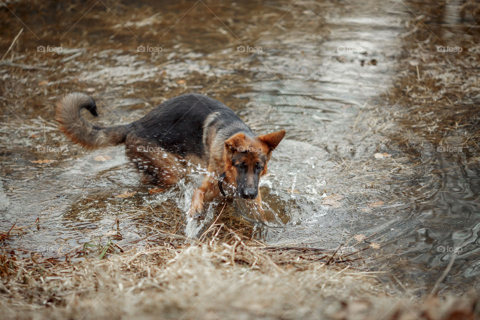 German shepherd young male dog walking outdoor at spring day