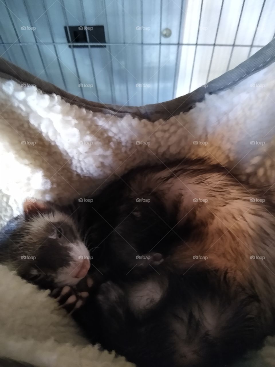 Ferret sleeping in hamock