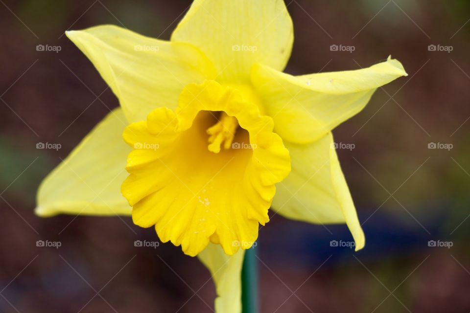 Daffodils